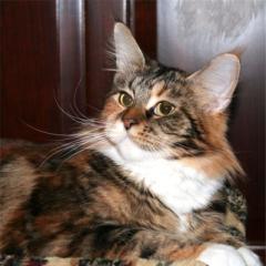 Süße Maine Coon Kitten