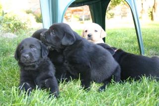 Süße Golden-Retriever/Labrador Welpen zum 29. 10. 2021 abzugegeben