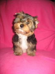 Yorkie-Welpen