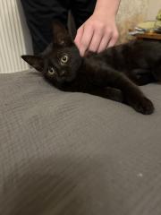 Katzen Babys mischlinge