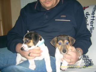Jack Russel Welpen in liebevolle Hände abzugeben