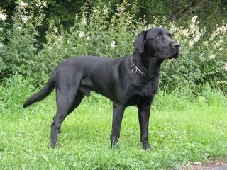 Labradordeckrüde mit Papieren HD und ED frei