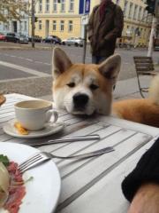 Wunderschöner Akita Inu Rüde 12 Monate