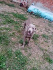 Weimaraner Rüdde Paul