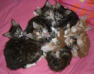 Maine Coon Baby-cheeky-liebenden und große Katzen Katzen