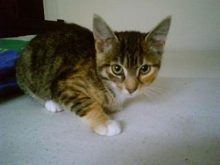 Baby Katze in guten Händen abzugeben ca. 3 Monat alt ort Dresden