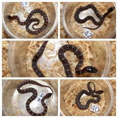 Lampropeltis Mexicana mexicana