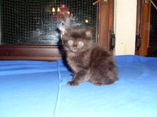 Maine coon kitten