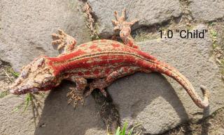 Rhacodactylus auriculatus Höckerkopfgeckos für HAMM