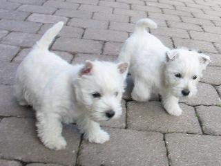 Coco westie highland terrier