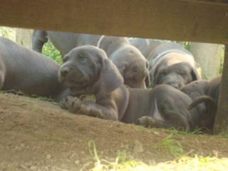 Weimaranerwelpen/Wurfankündigung