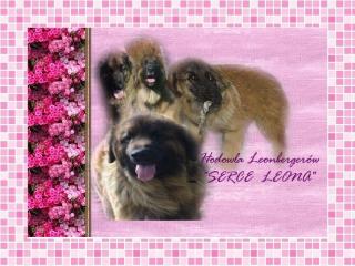 Tiere webdesing