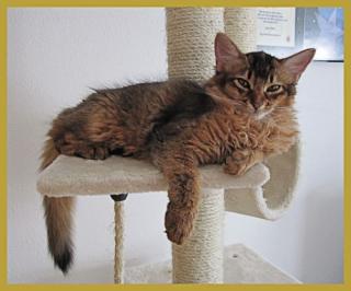 Suche Rentnerpaar auch Rentner oder Rentnerin für Somalikatze