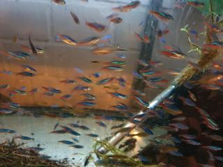0, 90 Euro Je Neonsalmler Salmler