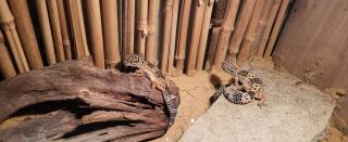 2 Leopardgeckos weiblich