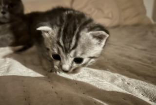 Kitten Britisch Kurzhr Mix