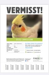 Vermisst seit 21. 08. 2023 nymphensittich vermisst