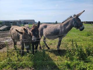 Eselhengst / oder Baby Esel