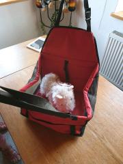 Hundtranstporttasche