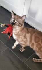 Süsse Bengal Kitten mit Stammbaum