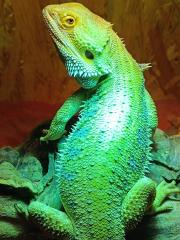 Bartagame Männchen