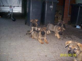 Deutsche kräftige Schäferhundewelpen in liebevolle Hände abzugeben