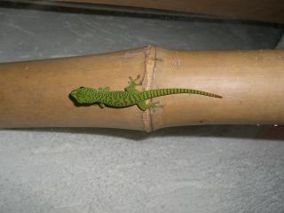 Phelsuma mad. grandis Nachzucht abzugeben