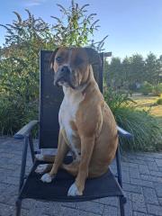 Emmi Boxer-Old Englisch Bulldogg Mix