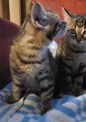 Katzenbabys Katze Männchen und Weibchen