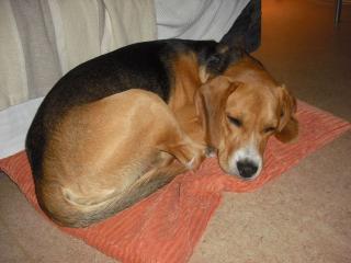 Sportlicher Beagle sucht liebevolle Familie