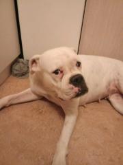 Hallo Liebe volle Boxer hündin leider weg geben aus persönlichGr