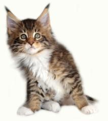 Maine Coon Giganten