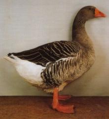 Suche Pommerngänse