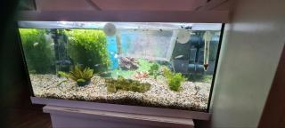 Aquarium mit Fisch und Zubehör