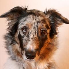 Lebhafter Australien-Shepherd, Collie, Bordercollie -Mischling