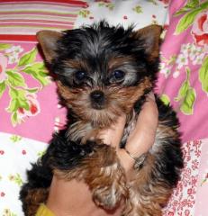 Mini Yorkie Welpe reinrassig, Weibchen