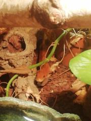 Kornnatter mit Terrarium