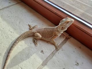 Bartagame mit Terrarium
