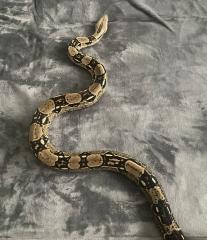 Madagaskarboa Acrantophis