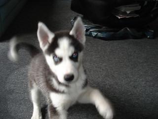 Siberian Husky