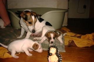 Jack Russell Terrier - Welpen