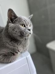 Erfahrener BKH Deckkater