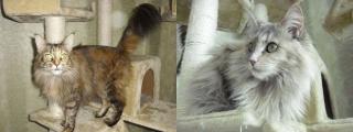 Maine Coon Geschwister Paar Josy Ivy