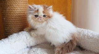 Exotic Shorthair und Perserkätzchen