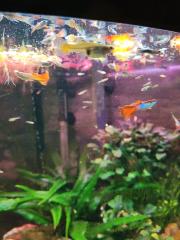 Guppy Männchen
