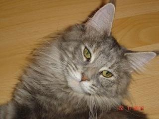 Süßes Maine Coon Mädchen