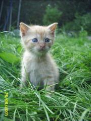 Rot-getigerte katerchen hauskatze suchen dosenöffner