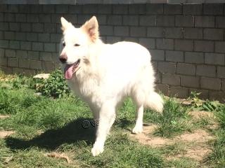 Weisser Schweizer Schäferhund Deckrüde England Import