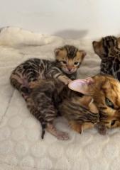 Bengalkatzen suchen neues Zuhause