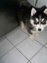 Sibirischer Husky Welpe 9 Wochen mit Papieren